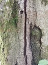 Rosskopf-Buche-3-scaled.jpg