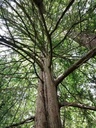 Riss-Eibe-3-scaled.jpg