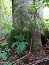 Rosskopf-Buche-5-scaled.jpg