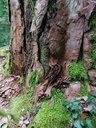 Fridolin-3-scaled.jpg
