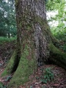 Satteltanne-2-scaled.jpg
