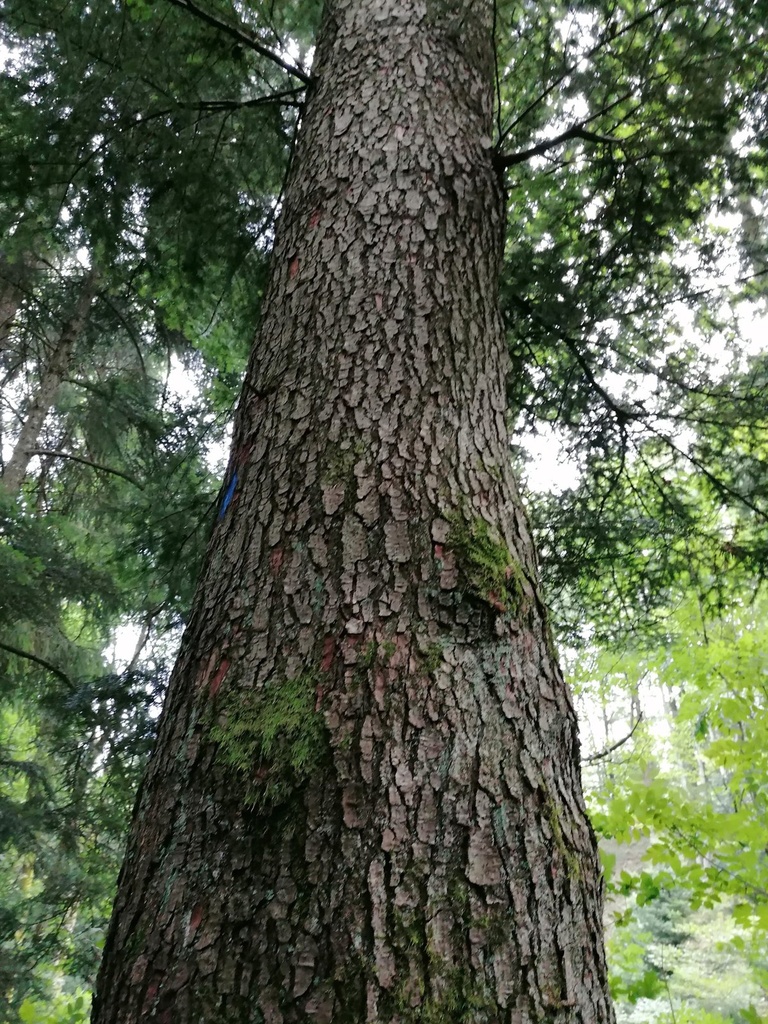 Satteltanne-4-scaled.jpg