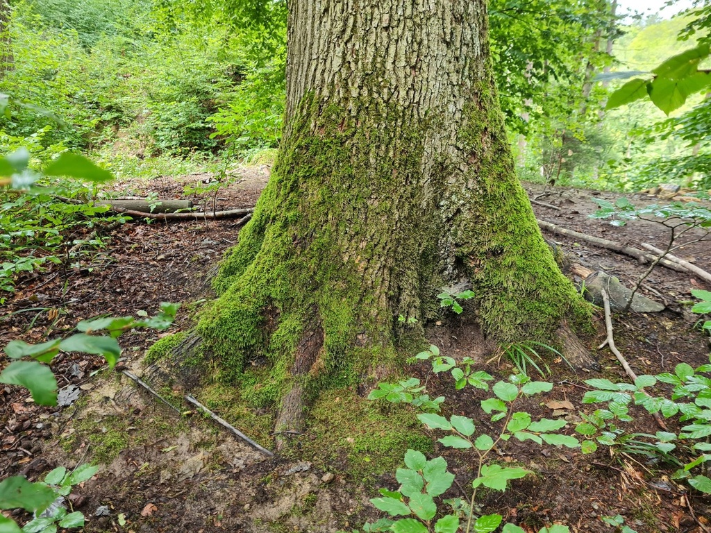 Burstel-Eiche-Webpage-2-scaled.jpg