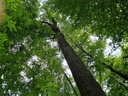 Burstel-Eiche-Webpage-3-scaled.jpg