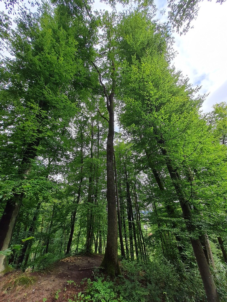 Burstel-Eiche-Webpage-4-scaled.jpg