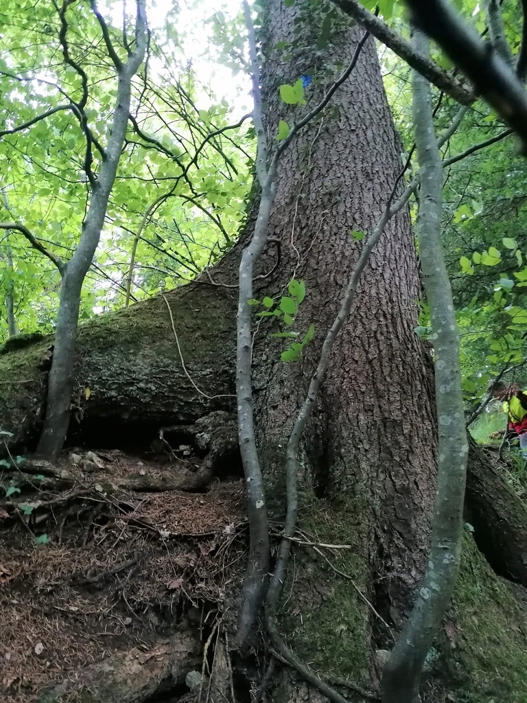 Steck-Fichte-2-scaled.jpg