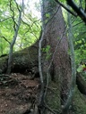 Steck-Fichte-2-scaled.jpg