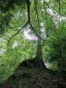 Steck-Fichte-3-scaled.jpg