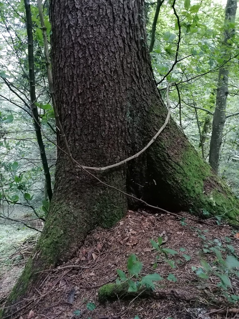 Steck-Fichte-4-scaled.jpg