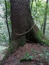 Steck-Fichte-4-scaled.jpg