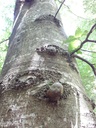Buchen-Kralle-8610021030-Webpage-2-scaled.jpg