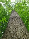 Steile-Eiche_3_1500px.jpg