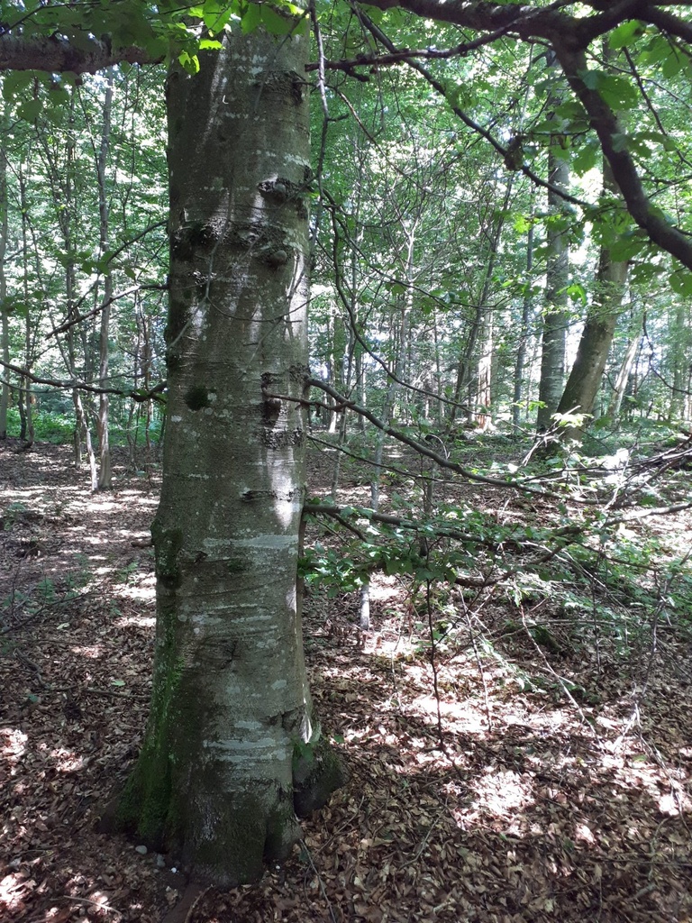 Buchen-Kralle-8610021030-Webpage-3-scaled.jpg