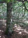 Buchen-Kralle-8610021030-Webpage-3-scaled.jpg
