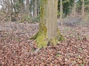 20210414_151001Labyrinth-Buche-webpage-2-scaled.jpg