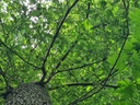 Steile-Eiche_4_1500px.jpg