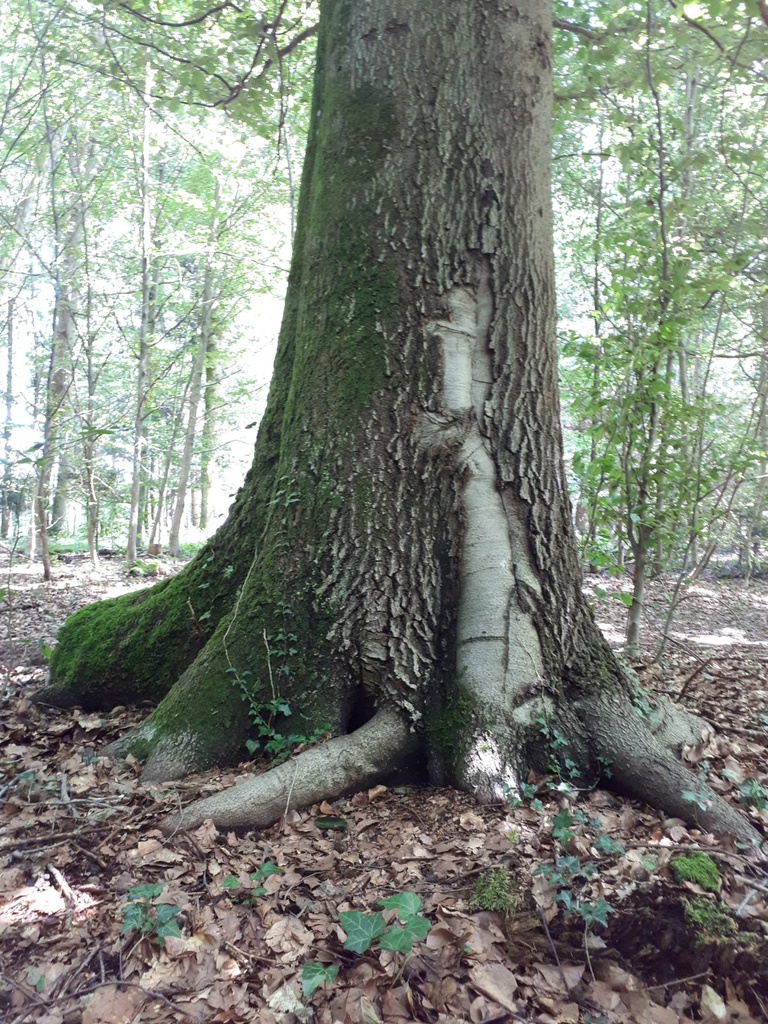 Eichli-Buche-861021.029-Webpage-2-scaled.jpg