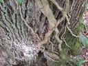 834021212-Grossmutter-Eiche-Webpage-14-scaled.jpg