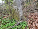 Zilpzalp-Webpage-2-scaled.jpg