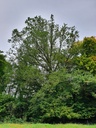 834021212-Grossmutter-Eiche-Webpage-16-scaled.jpg