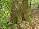 834021212-Grossmutter-Eiche-Webpage-17-scaled.jpg