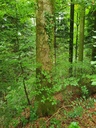 834021214-Toebeli-Buche-Webpage-10-scaled.jpg