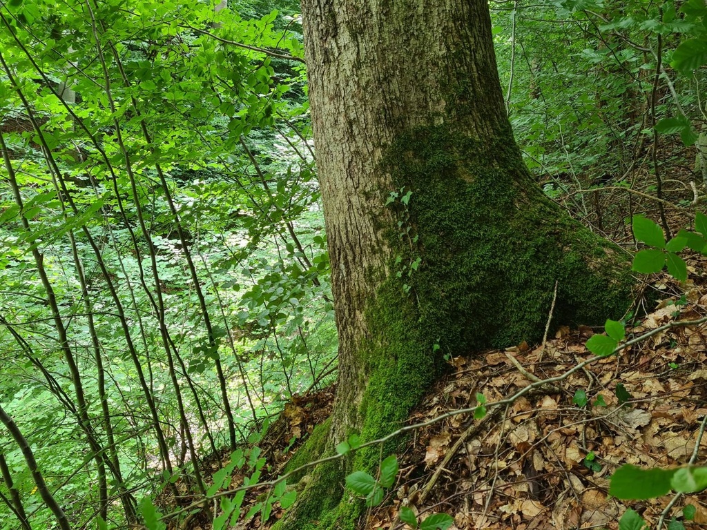 Steile-Eiche_5_1500px.jpg