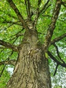 834021209-Wurzel-Linde-Webpage3-scaled.jpg