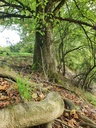 834021209-Wurzel-Linde-Webpage4-scaled.jpg