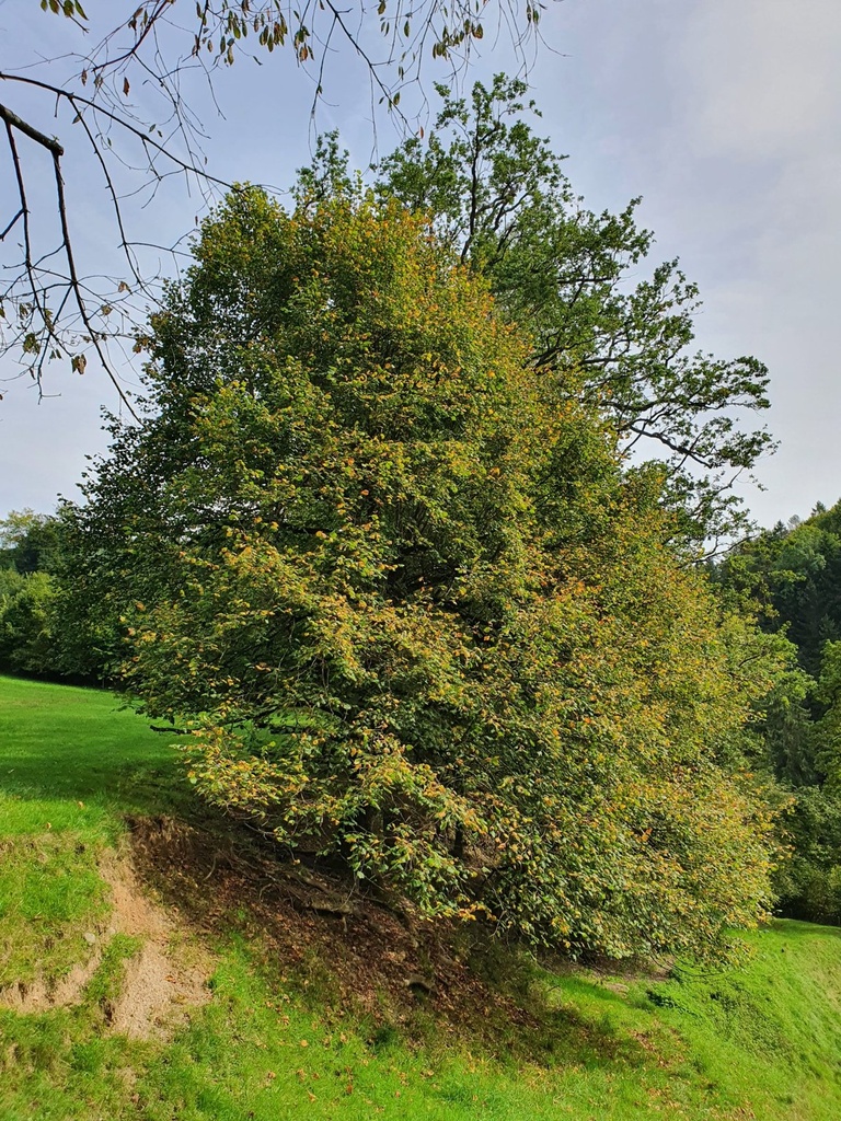 834021209-Wurzel-Linde-Webpage5-scaled.jpg