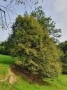 834021209-Wurzel-Linde-Webpage5-scaled.jpg