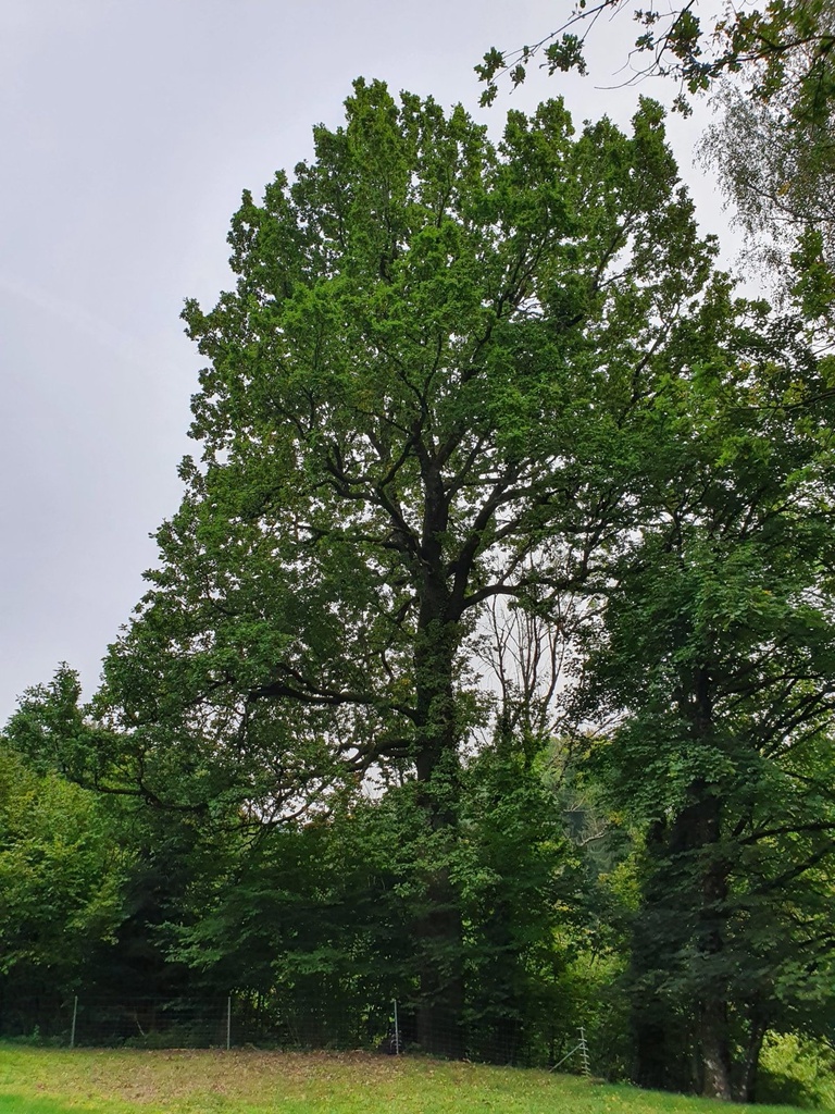 834021211-Miraculix-Webpage-11-scaled.jpg