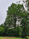 834021211-Miraculix-Webpage-11-scaled.jpg