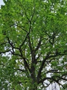 834021211-Miraculix-Webpage-12-scaled.jpg