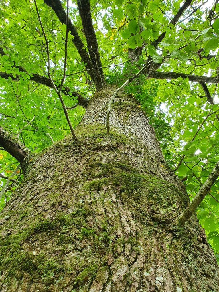 834021211-Miraculix-Webpage-13-scaled.jpg