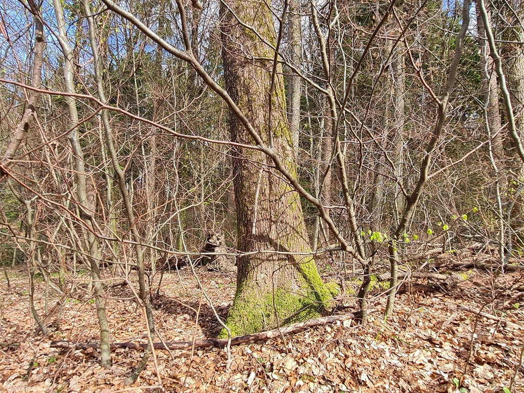 Schleckstaengel-Webpage-2-scaled.jpg