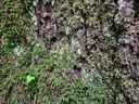 Burg-Eiche-Webpage-3-scaled.jpg