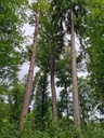 Burg-Eiche-Webpage-4-scaled.jpg