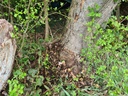 Ameisi-Ahorn_5_1500px.jpg