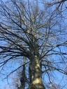 Staemmige-Buche-Webpage-2-scaled.jpg