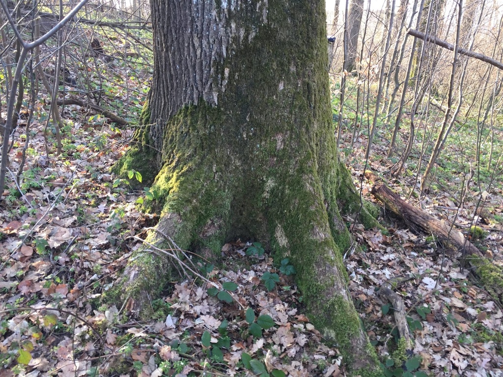 IMG_6074Zapfenziehereiche-EG-scaled.jpg