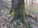 IMG_6074Zapfenziehereiche-EG-scaled.jpg