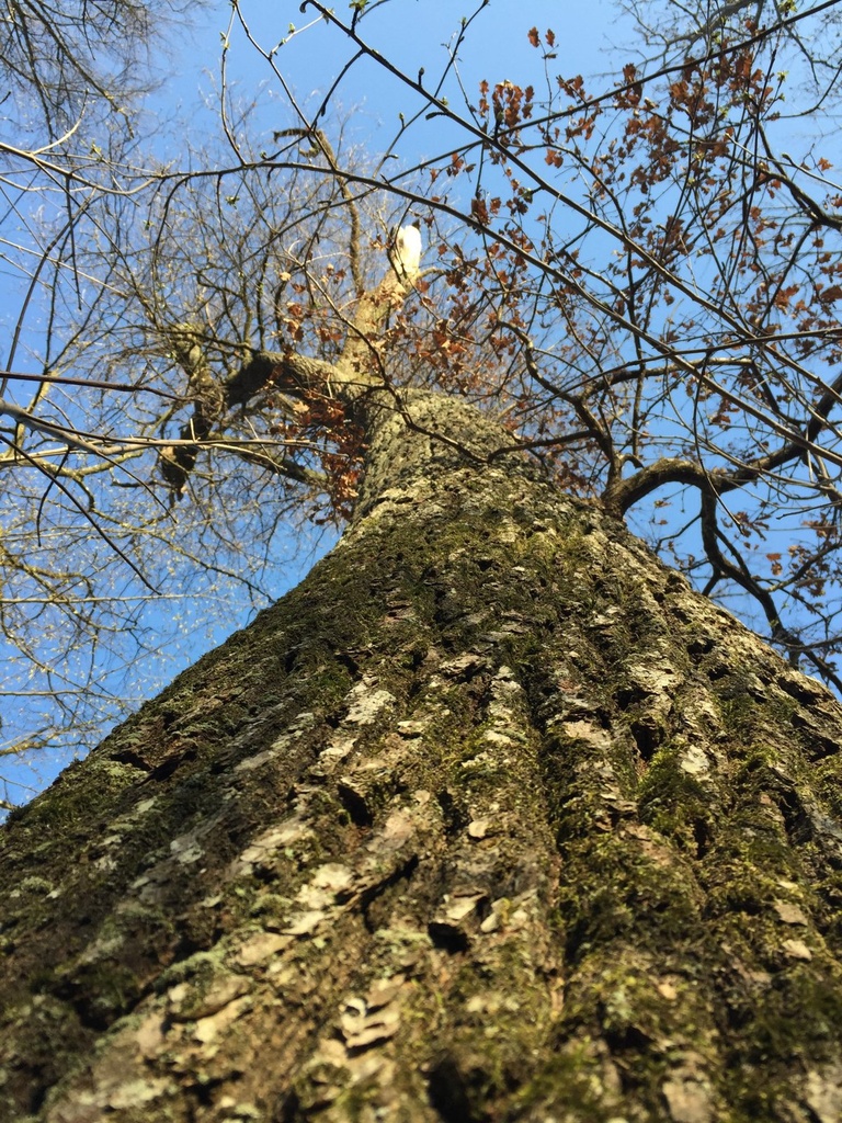 IMG_6079Zapfenziehereiche-EG-scaled.jpg