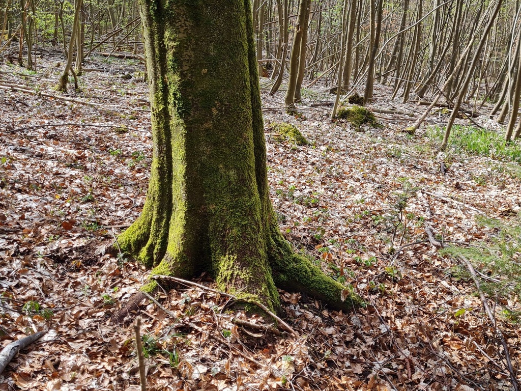 20210414_152824-Drehorgel-webpage-2-scaled.jpg