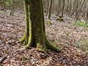 20210414_152824-Drehorgel-webpage-2-scaled.jpg