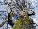 20210414_152824-Drehorgel-webpage-4-scaled.jpg