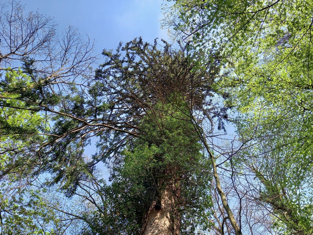 Tarzan-Fichte-3-scaled.jpg