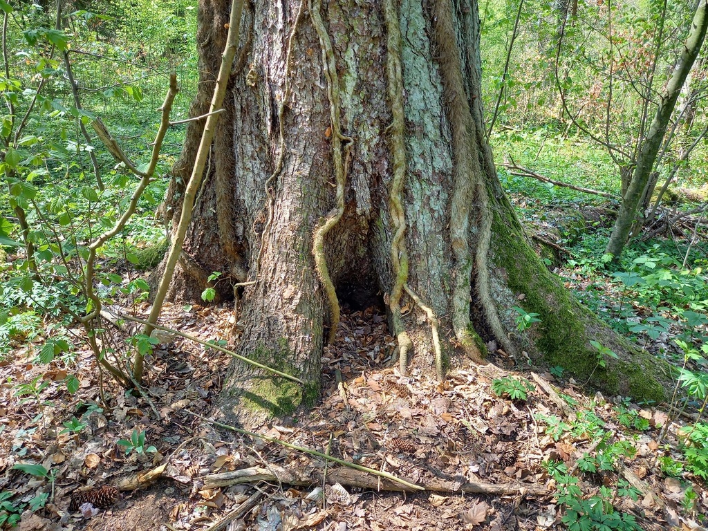 Tarzan-Fichte-scaled.jpg