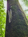 Mikado_4_1500px.jpg