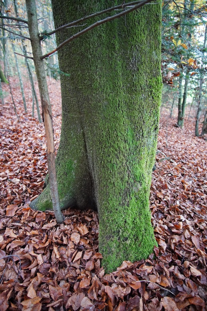 Miniwirbel-2-scaled.jpg
